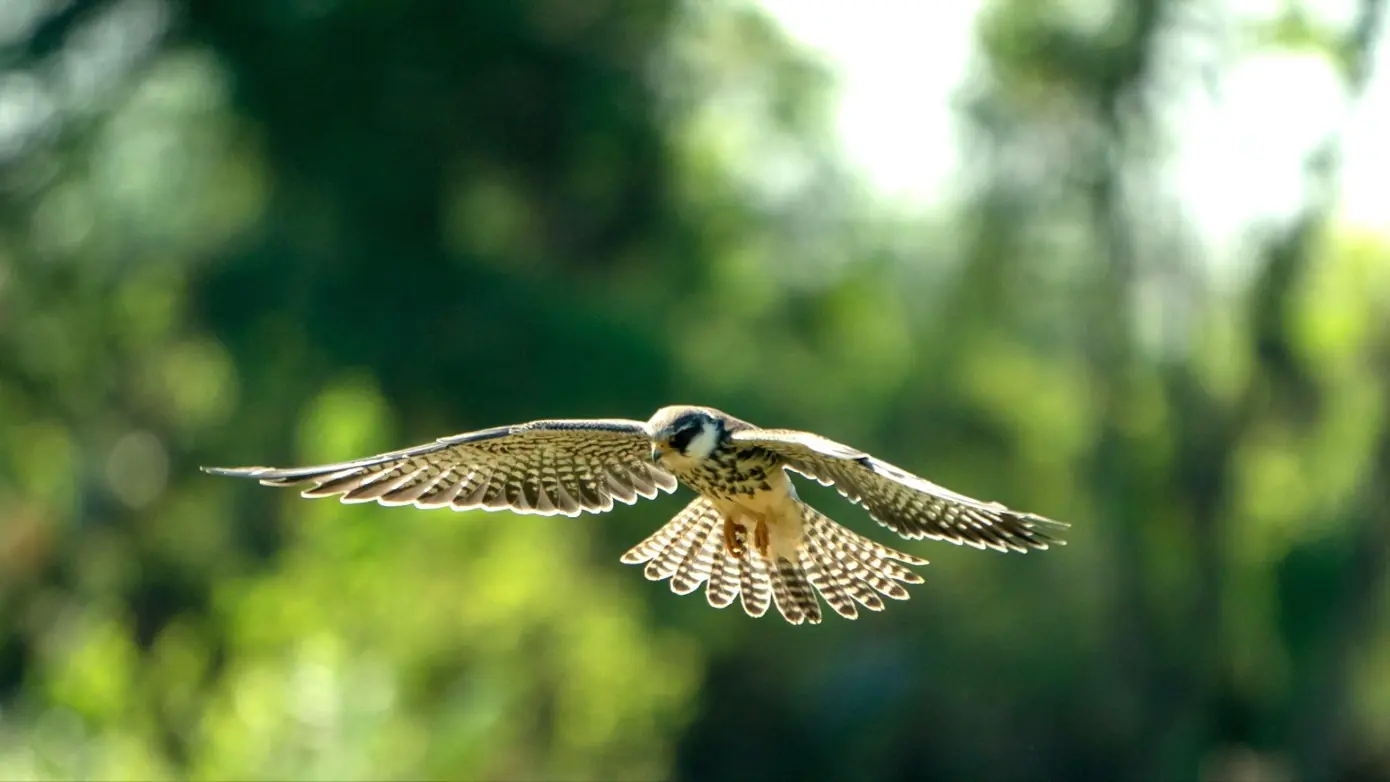 Chim Amur ghé Hà Nội trong hành trình di cư tránh rét